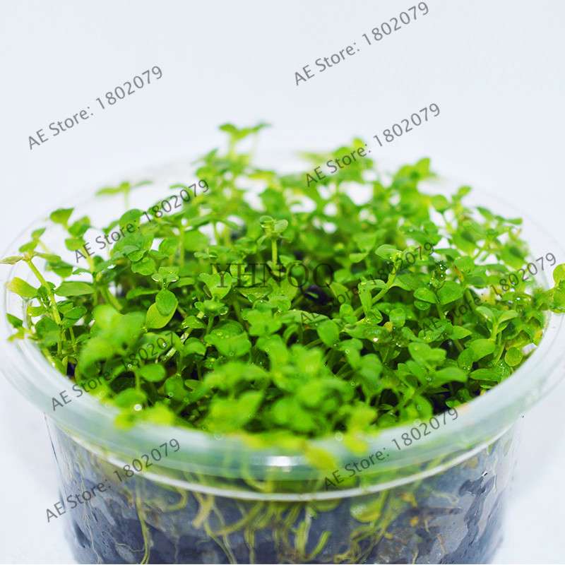 Mini Dwarf Pearl Seeds - Fast Growing Aquarium Grass for Fish Tanks | Aquatic Plants Decor