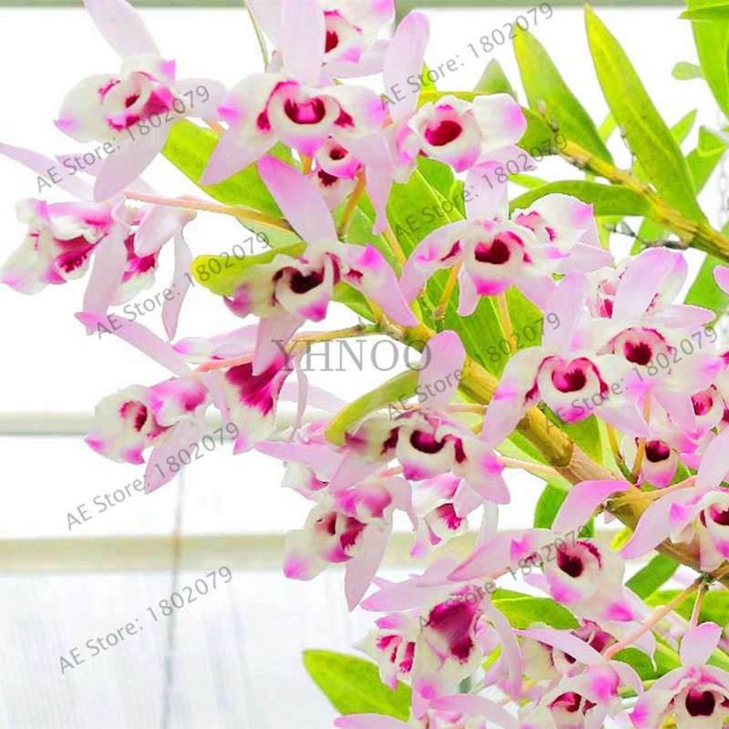 Rare Dendrobium Orchid Seeds - Perennial Indoor & Outdoor Balcony Office Plants