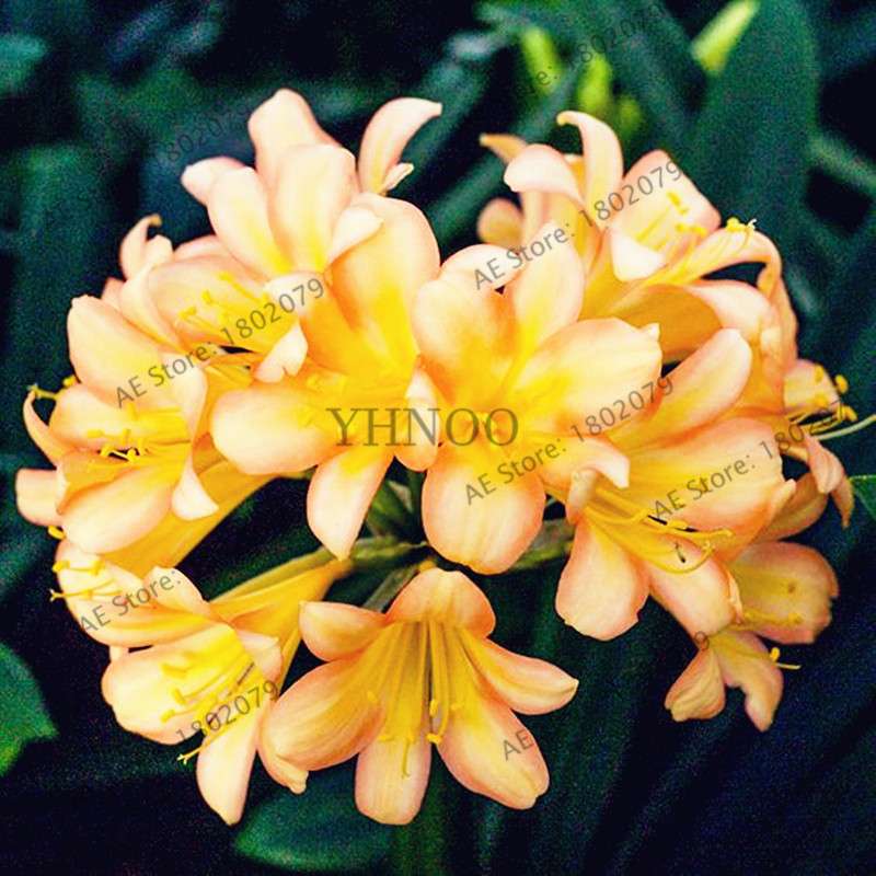 Chinese Clivia Seeds - Exotic Bonsai Flower for Home & Garden | Fast-Growing, Beautiful Blooms