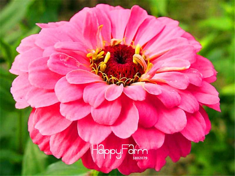 Premium Zinnia Seeds Mix - 24 Varieties, - Rare Colorful Flowers for Indoor & Outdoor Gardens