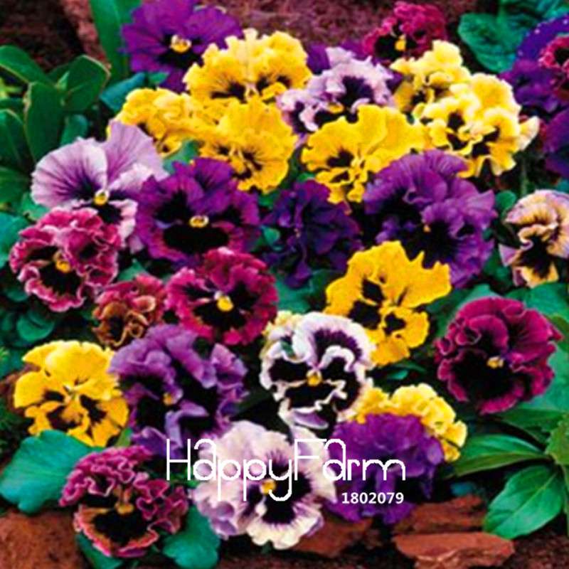Vibrant Pansy Seeds - Colorful Wavy Viola Tricolor for Bonsai, Pots & Garden | DIY Home Gardening