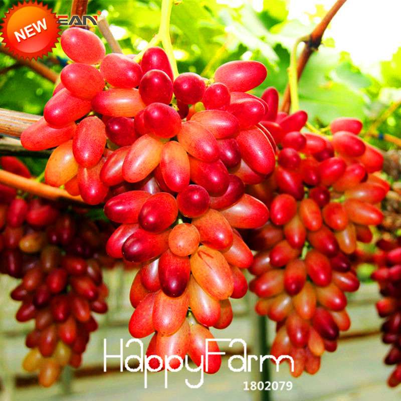 Sweet Kyoho Grape Seeds - Natural Beauty Fruit Seeds for Home Garden Planting