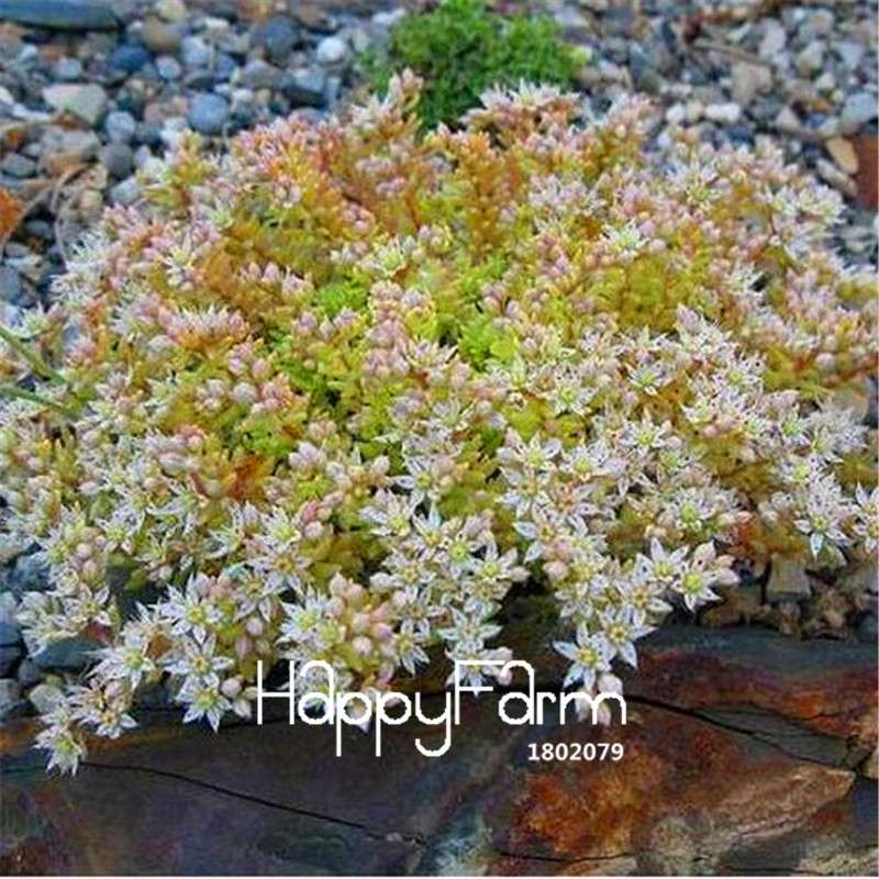Spanish Stonecrop Succulent Seeds - Easy-Grow, Drought-Resistant Plants for Home Garden & Bonsai