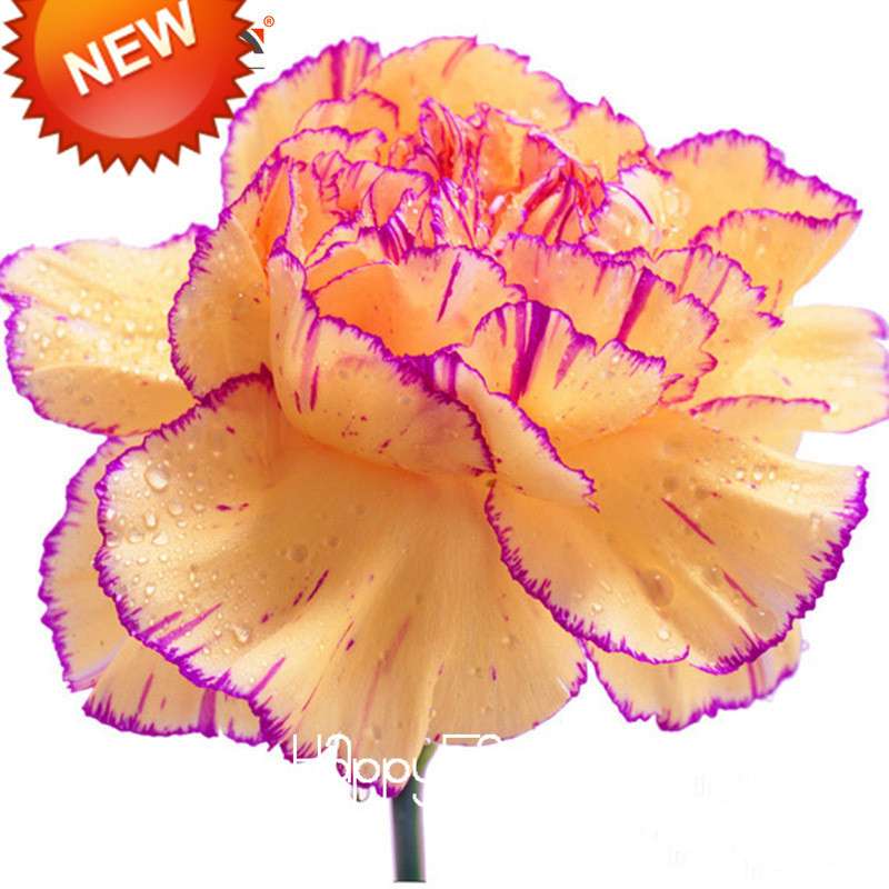 16 Colors Dianthus Caryophyllus Flower Seeds, Balcony Potted Garden Plants, Carnation Seeds for Home & Courtyard