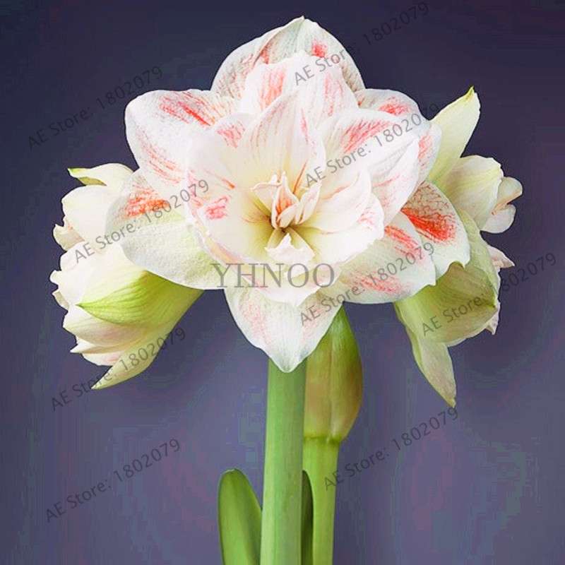 Vibrant Amaryllis Flower Seeds - High Germination, Easy to Grow, Hippeastrum Rutilum