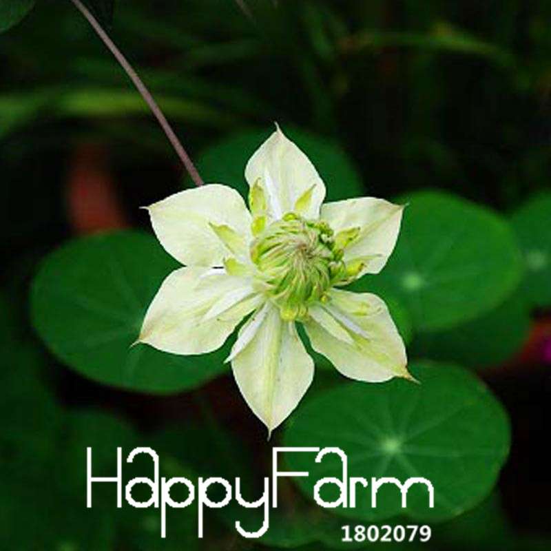 Clematis Seeds - Fast Growing Climbing Vine for Garden, Patio & Balcony | Easy to Grow