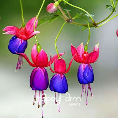 White Fuchsia Flower Seeds - Vibrant Hanging Potted Plants for Home & Garden | Fast-Growing