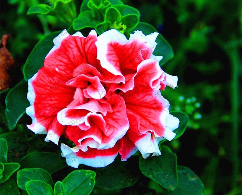 Double Petal Petunia Seeds - Vibrant Indoor Flower Bonsai Plants for Home & Garden