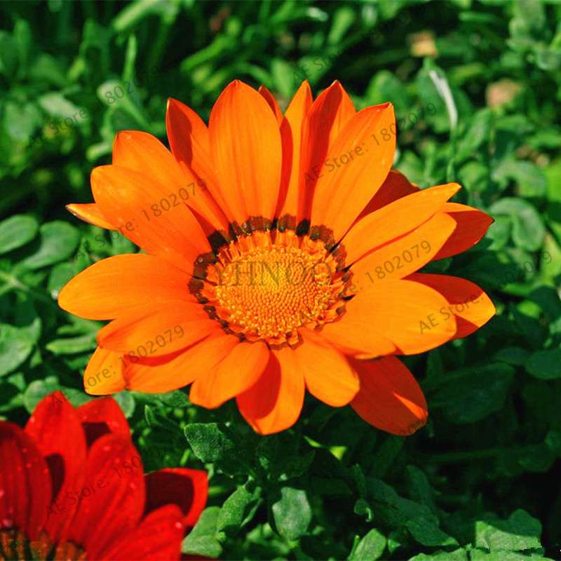 Mixed Color Gazania Rigens Seeds - Vibrant Flower Seeds for Home & Garden, Indoor/Outdoor Planting