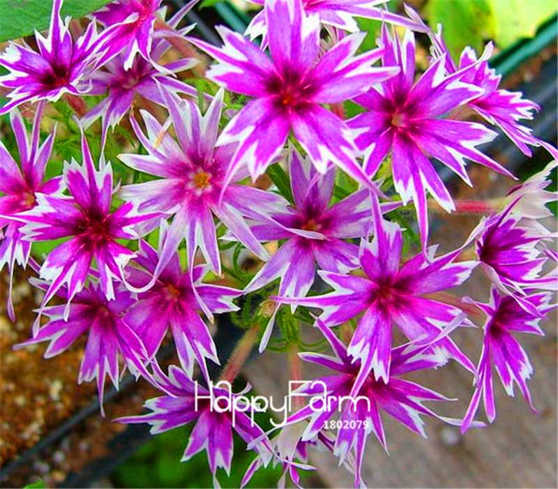 Phlox Drummondii Seeds - Twinkle Star Flower for Home & Garden | Fast-Growing, Vibrant Blooms