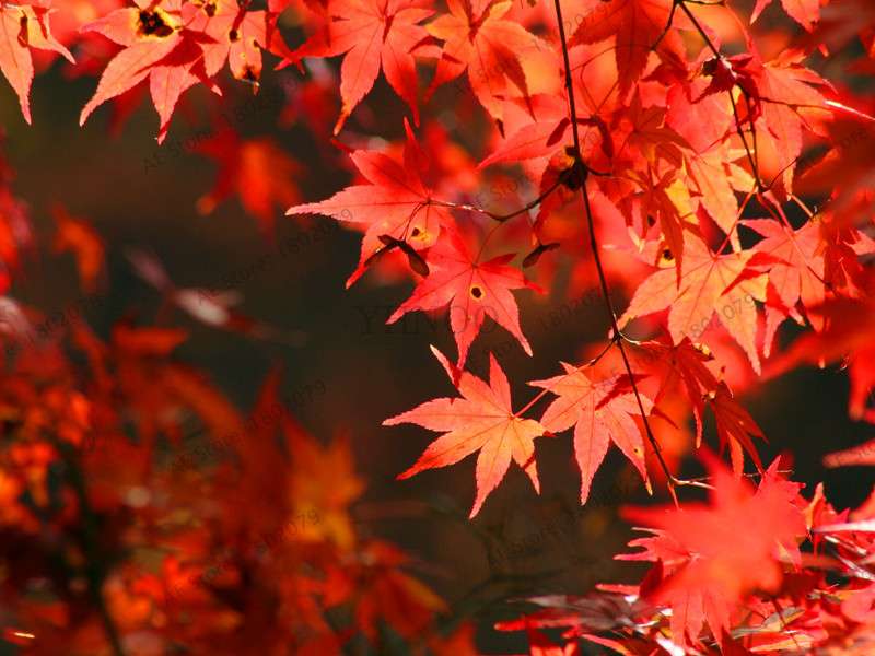 Premium Japanese Red Maple Bonsai Seeds - Gorgeous Indoor Home Tree - Fast US Shipping