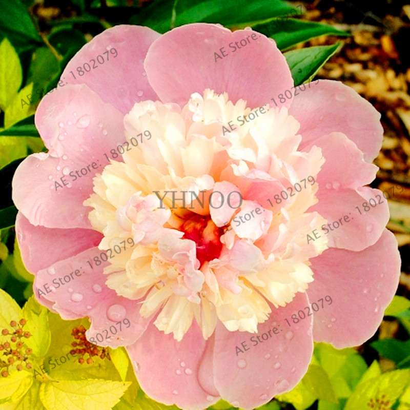 Rare Perennial Peony Seeds - Mixed Colors & Species, Bonsai Flower Tree for Home & Garden