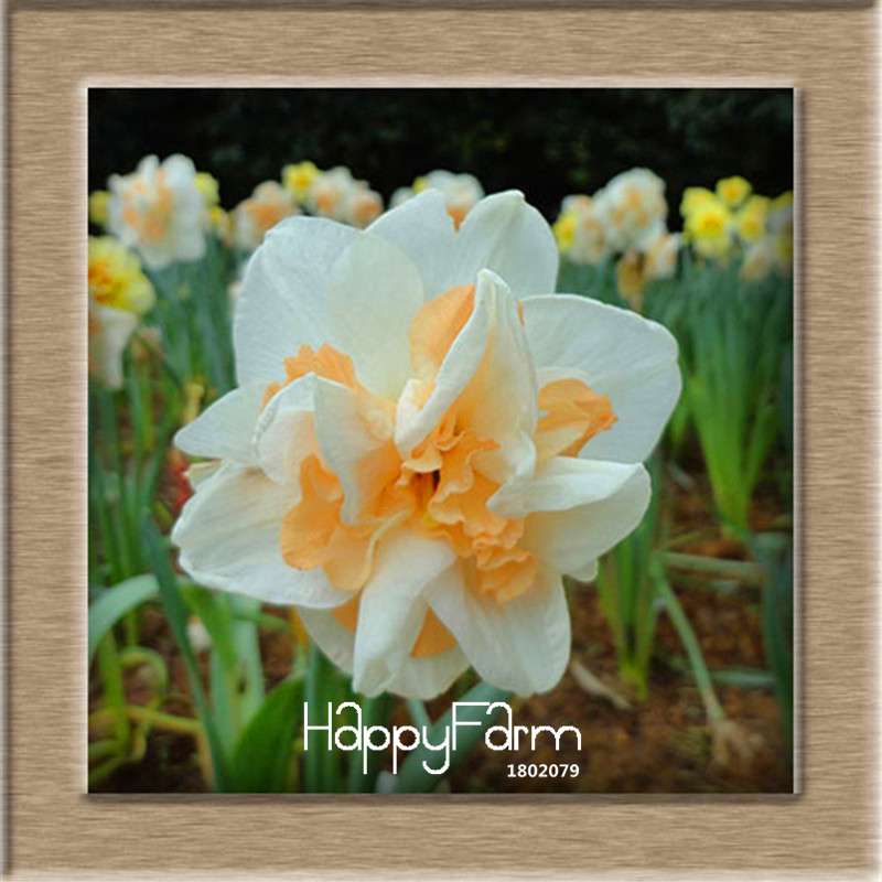 Narcissus Tazetta Seeds - Beautiful Daffodil Balcony Plants, Air-Purifying & Easy to Grow