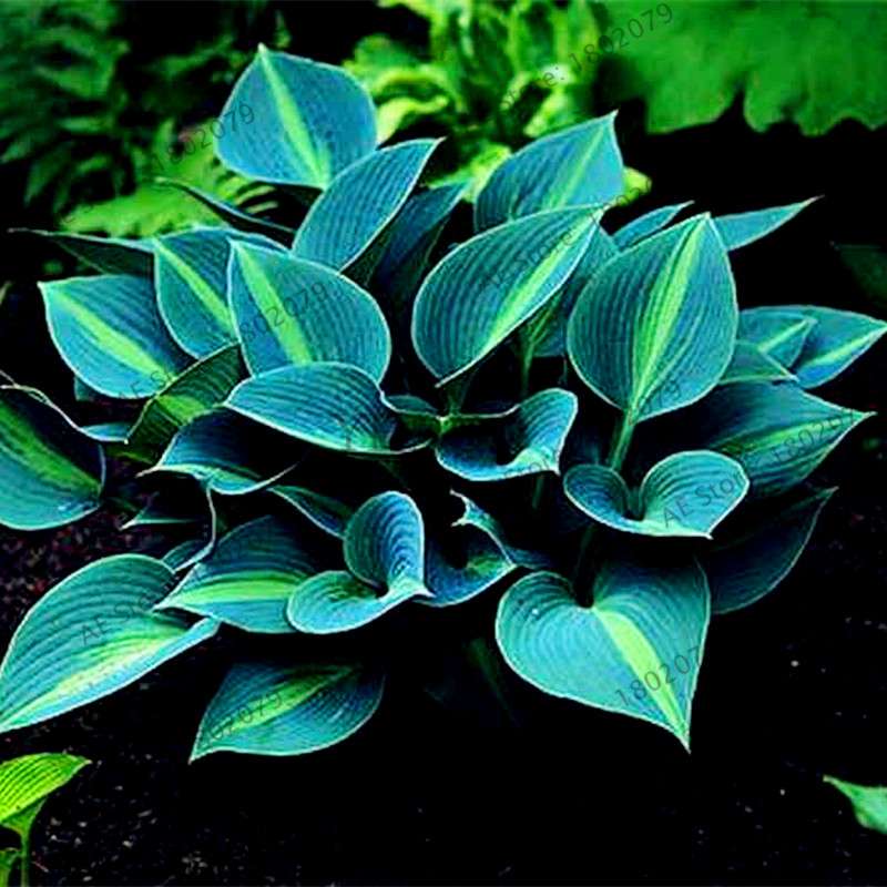 Hosta Seeds - Perennial Shade-Loving Lily Flower Plants for Home & Garden | Fast-Growing & Easy Care
