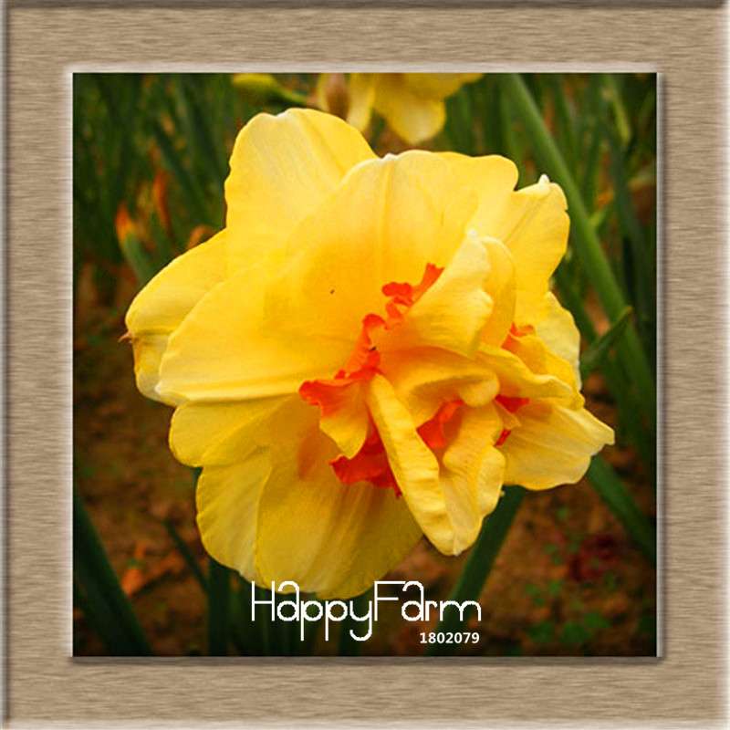 Narcissus Tazetta Seeds - Beautiful Daffodil Balcony Plants, Air-Purifying & Easy to Grow