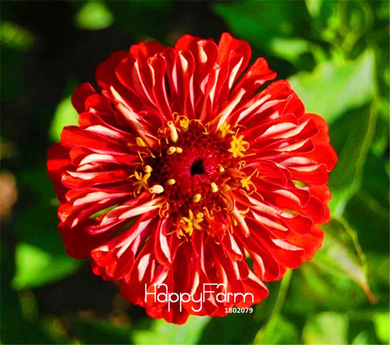 Premium Zinnia Seeds Mix - 24 Varieties, - Rare Colorful Flowers for Indoor & Outdoor Gardens