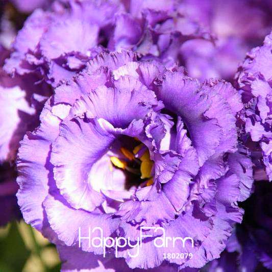 Purple Eustoma Seeds - Grow Beautiful Lisianthus Flowers for Home Garden | Perennial DIY Planting