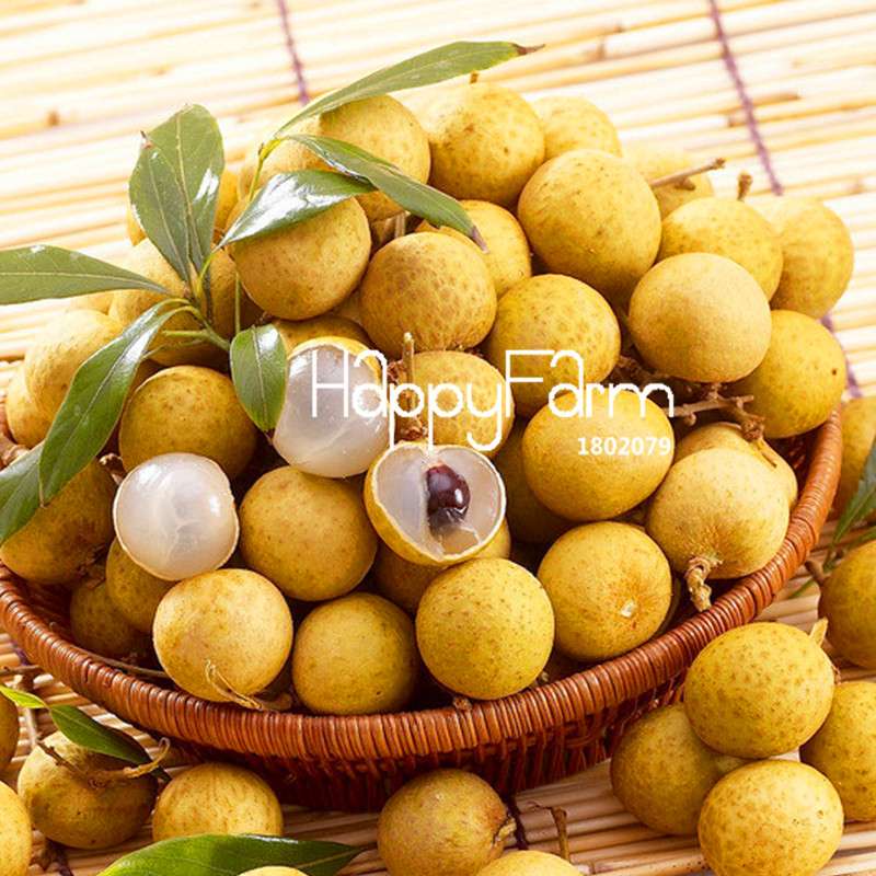 Thai Longan Seeds - Extra Sweet & Large Bonsai Fruit for Home Garden | Easy-Grow Professional Pack