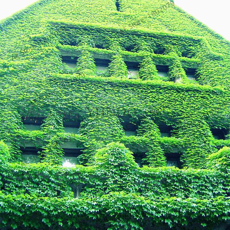 Green Boston Ivy Seeds - Easy Grow DIY Garden Plants for Outdoor & Home Planting - Fast Shipping