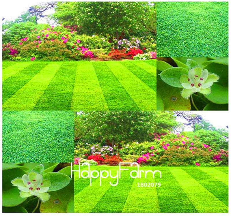 Dichondra Grass Seeds - Easy Grow Lawn & Garden Flower Seeds for DIY Home Landscaping