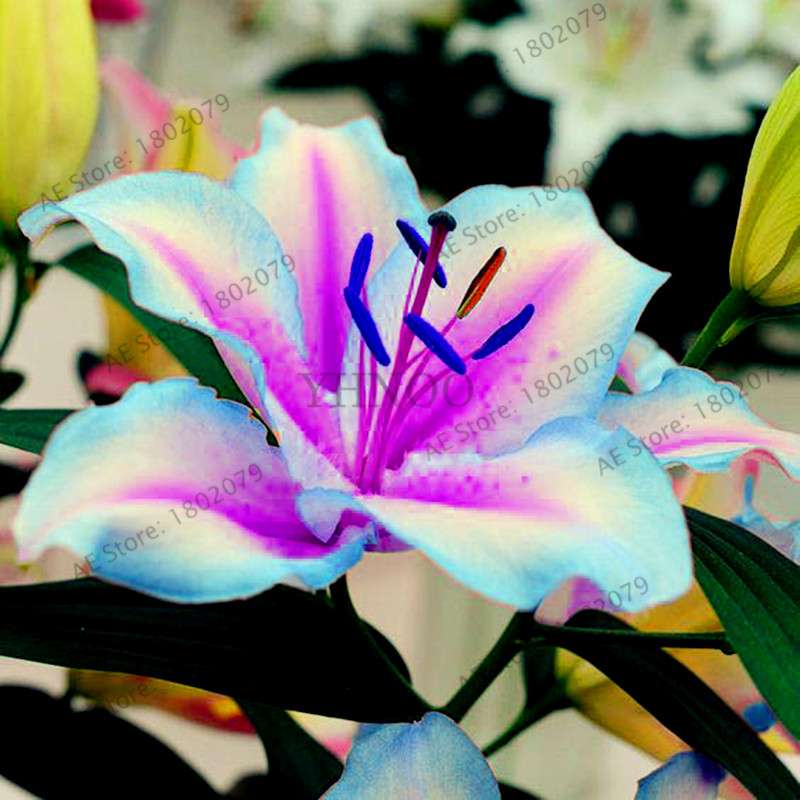 Lilium Brownii Seeds - Indoor Bonsai, Courtyard Lily Flower Seeds for Planting
