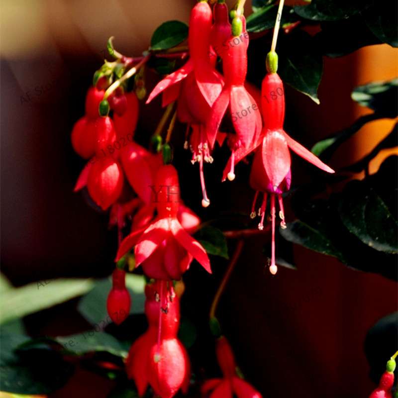 Mixed Color Lantern Flower Seeds - Fuchsia Hybrida Perennial Bonsai Plant for Home & Garden