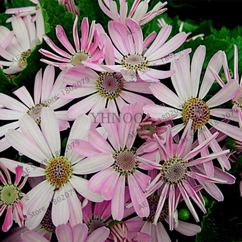 Cineraria Flower Seeds - 23 Colorful Bonsai Varieties for Home & Garden DIY Planting