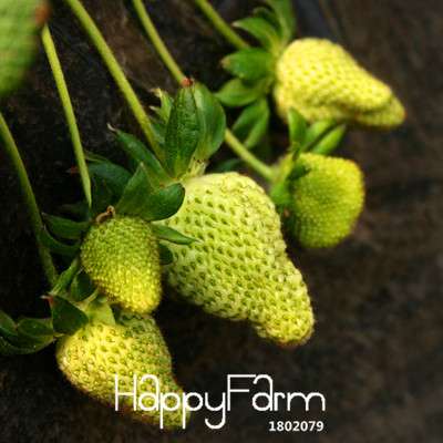 Strawberry Seeds - Rare Green Strawberry Bonsai Plants for Home Garden