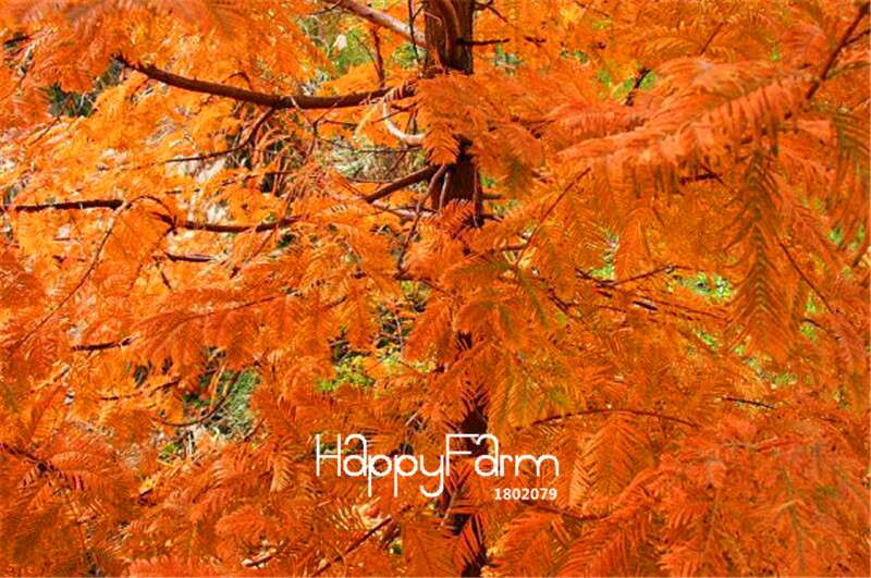 Metasequoia Glyptostroboides Seeds - Rare Dawn Redwood Bonsai Tree Seeds for Planting