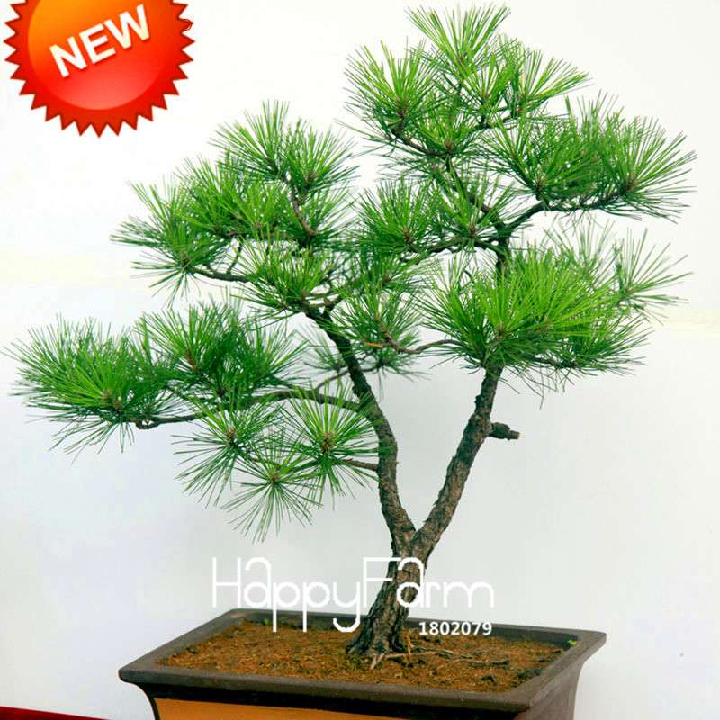 Osaka Bonsai Pine Tree Seeds - Japanese Ornamental Potted Plant for Home & Garden