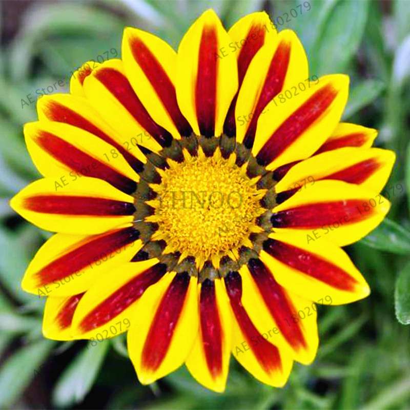 Mixed Color Gazania Rigens Seeds - Vibrant Flower Seeds for Home & Garden, Indoor/Outdoor Planting