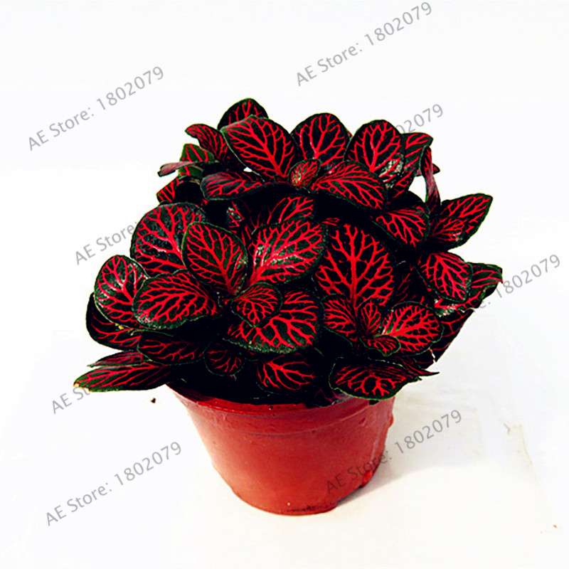 Fittonia Verschaffeltii Seeds - Indoor Bonsai Plant for Home, Office & Garden Decor - Easy to Grow