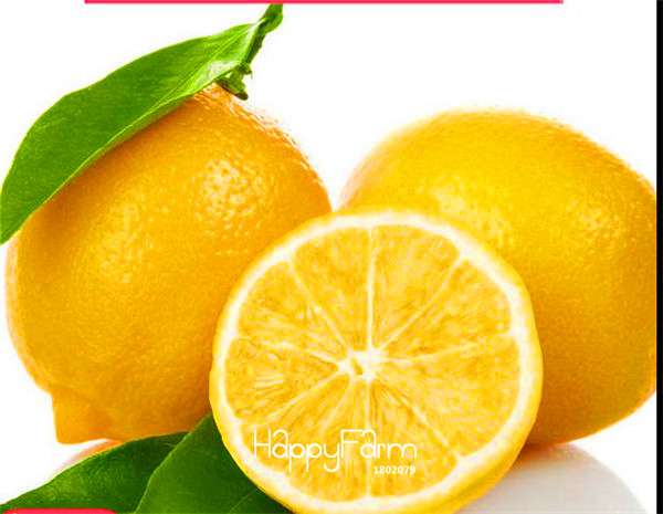 Kaffir Lime Seeds - 95% Sprout Rate, Potted Balcony Planting, All Seasons - High-Quality Lemon Seeds