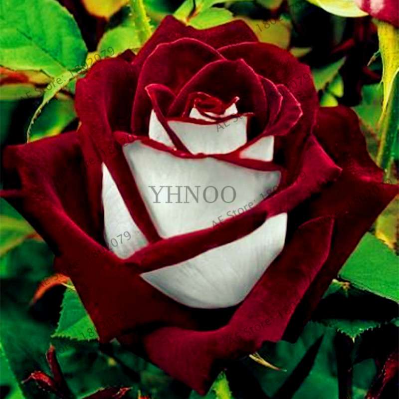 Rare Mixed Color Rose Seeds - Rainbow, Black, Blue - Bonsai Flower Seeds for Home Garden Planting