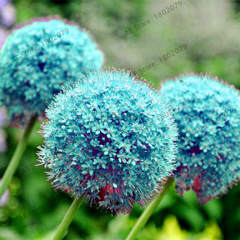 Purple Giant Allium Giganteum Seeds - Rare 95% Germination, Beautiful Garden Flowers for Kids & Planting