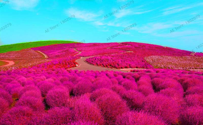 Burning Bush Grass Seeds - Fast Growing, Hardy Kochia Scoparia | Summer Cypress, Easy to Grow Garden Seeds