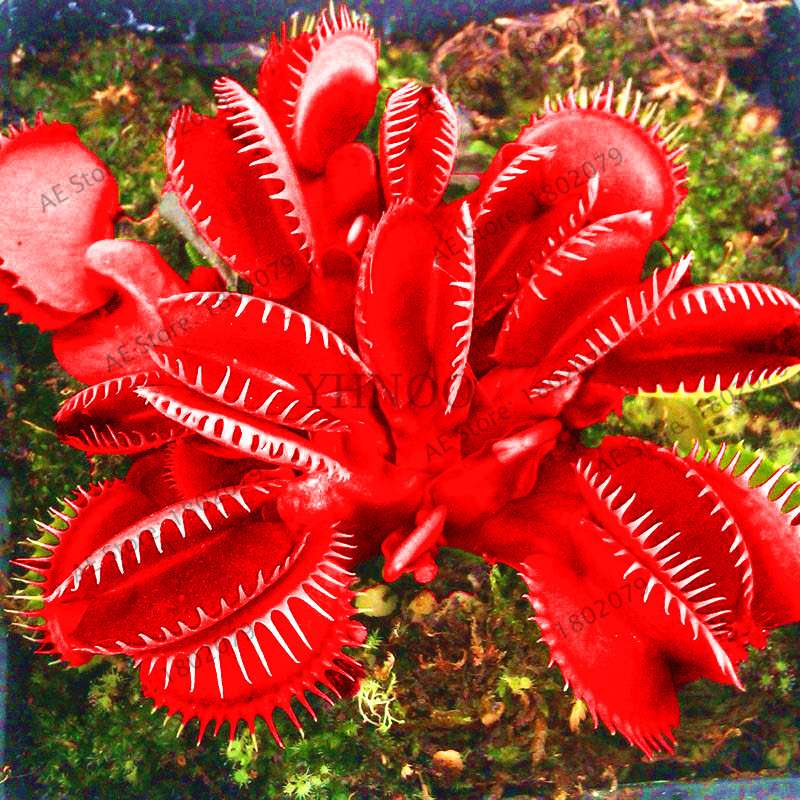 Flytrap Seeds - Carnivorous Dionaea Muscipula for Bonsai & Garden | Fast-Growing Potted Plant