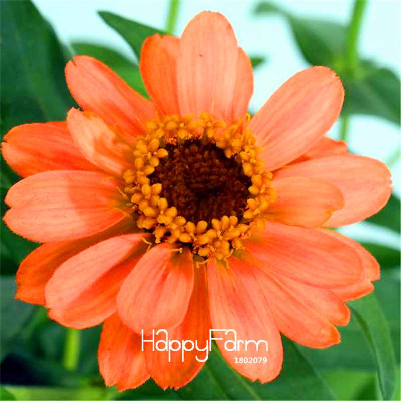 Premium Zinnia Seeds Mix - 24 Varieties, - Rare Colorful Flowers for Indoor & Outdoor Gardens