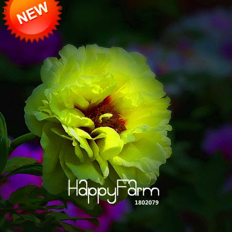 Yellow Peony Seeds for Planting - Potted Bonsai Flower Seeds for Home Garden