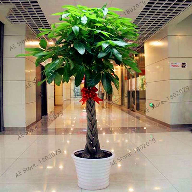 Money Tree Seeds (Pachira Macrocarpa) - Bonsai & Potted Plant for Home & Garden - Grow Your Own Lucky Tree