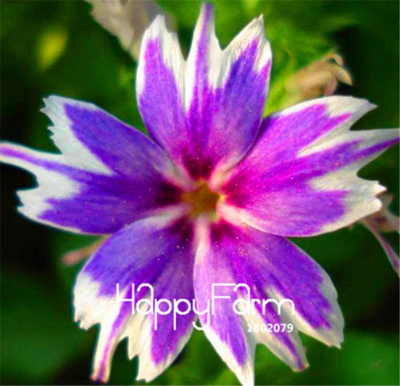Phlox Drummondii Seeds - Twinkle Star Flower for Home & Garden | Fast-Growing, Vibrant Blooms