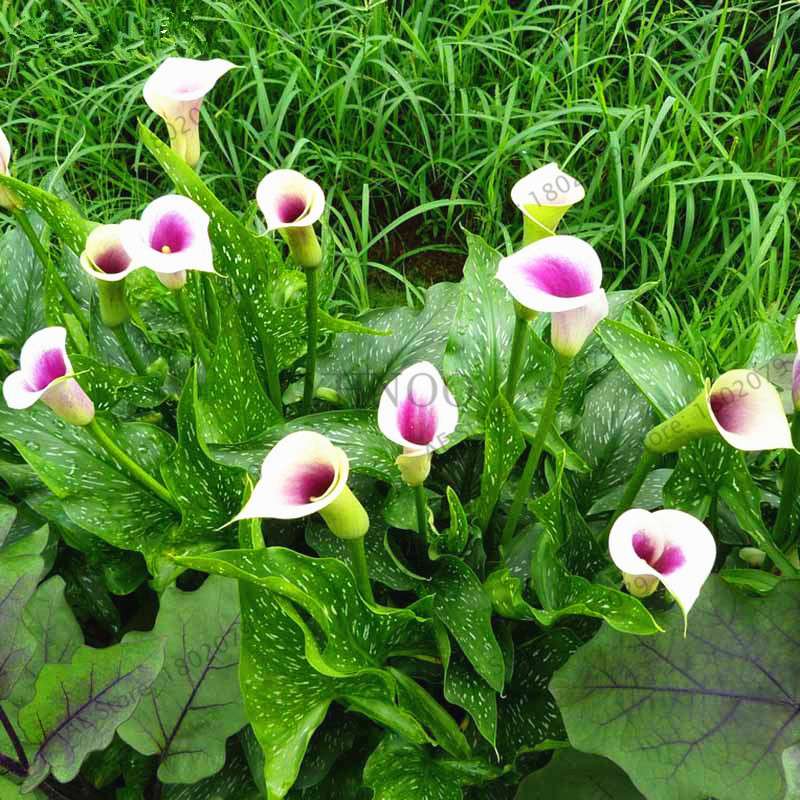 Rare Mixed Color Calla Lily Seeds - Beautiful Bonsai Flowers for Home Garden & Backyard Planting
