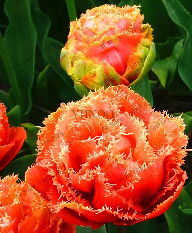 Rare Double Tulip Bulbs - Premium Imported Tulip Seeds for Home Garden Planting