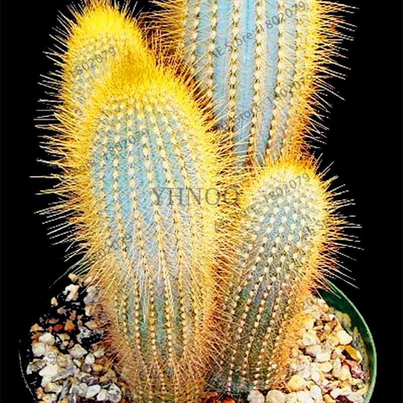 Premium Cactus & Succulent Seeds Mix - High Germination for Home & Garden Planting