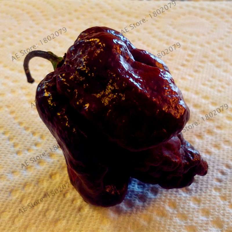 Hot Scorpion Pepper Seeds - Super Rare Edible Bonsai Plant for Home Garden & Spicy Cooking