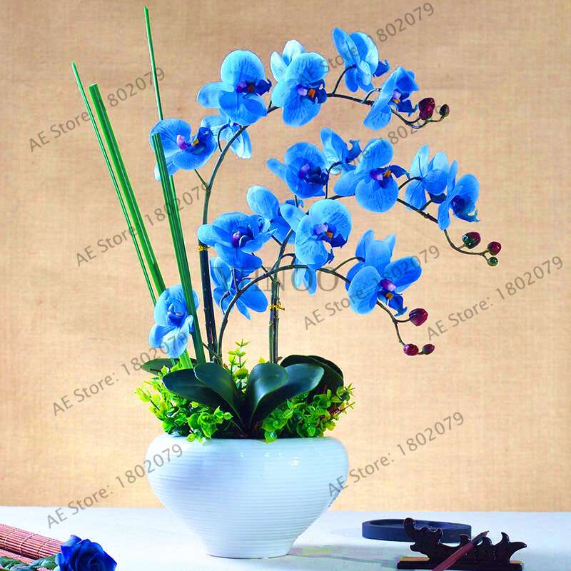 Rare Mixed Color Butterfly Orchid Seeds - Beautiful Bonsai Balcony Flowers for Garden Planting