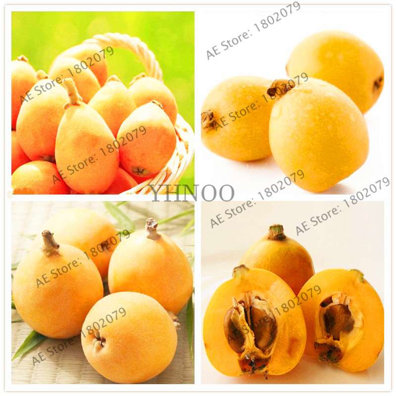 Premium Loquat Seeds - Sweet Fruit, Bonsai & Home Garden Planting, High-Quality for USDA Zones