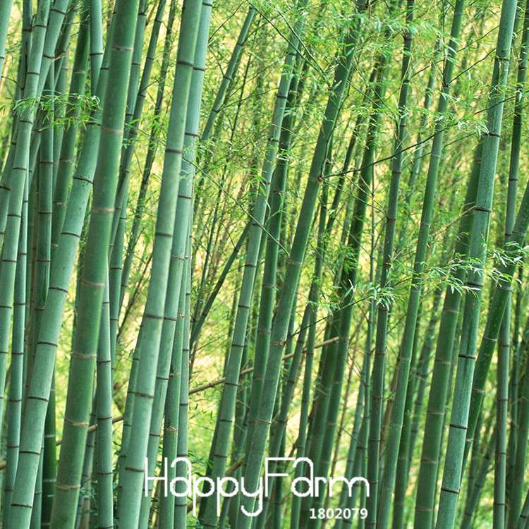 Giant Moso Bamboo Seeds for Planting - Fresh DIY Home Garden Kit