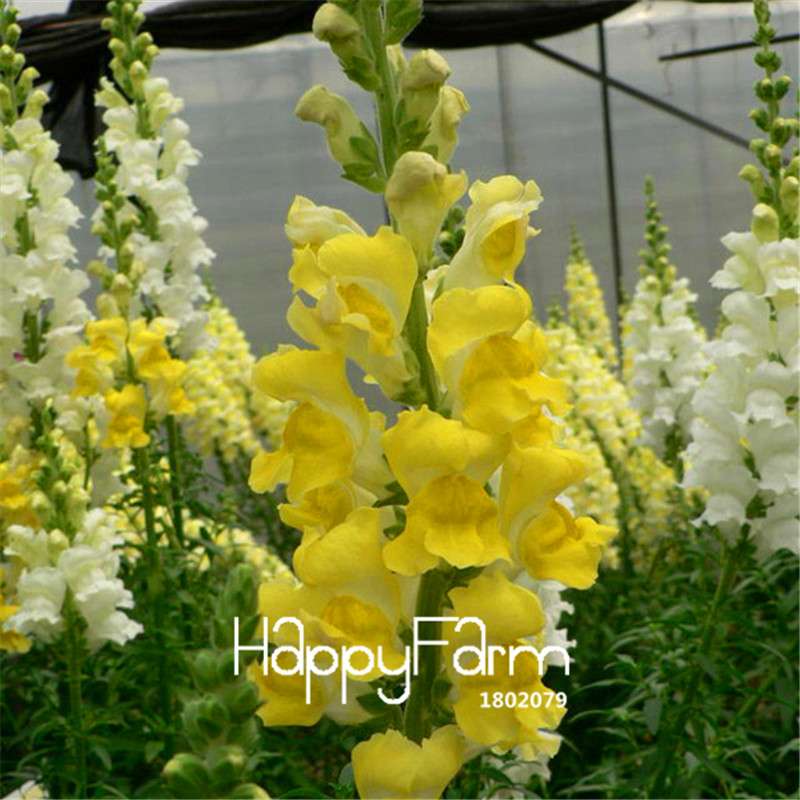 Snapdragon Seeds - Color Mix, Bonsai & Balcony Flowers, DIY Home Garden Planting - Non-GMO, Fast Growth