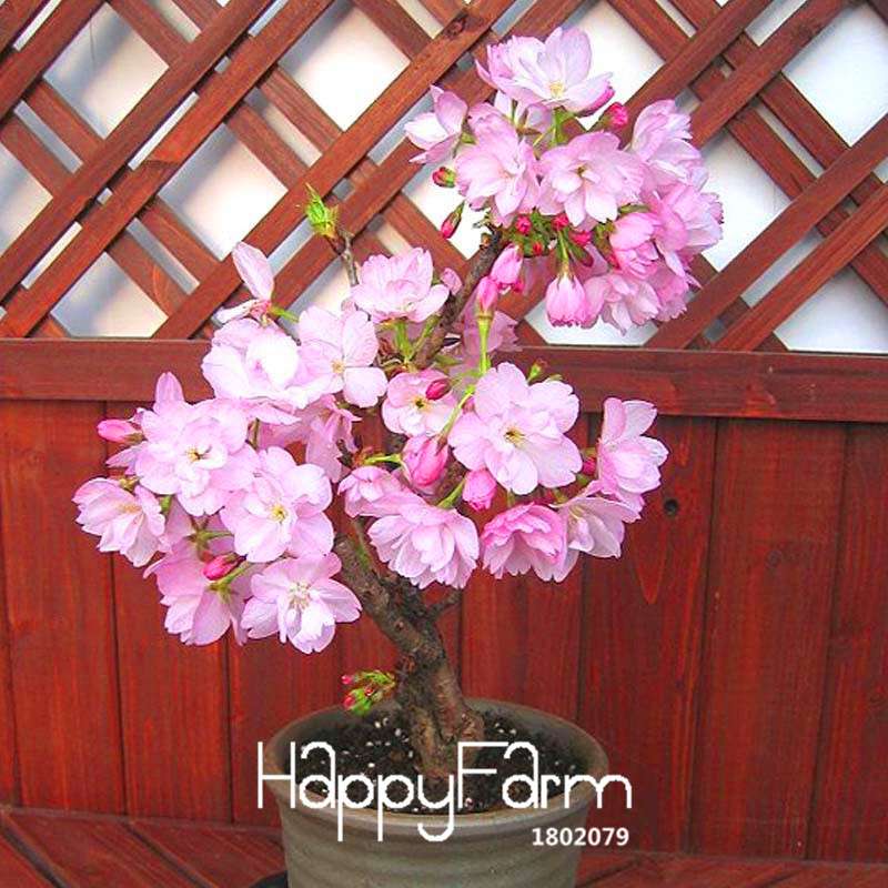 Japanese Sakura Seeds - 7 Varieties of Red & Pink Cherry Blossoms for Garden Planting | Fast Shipping